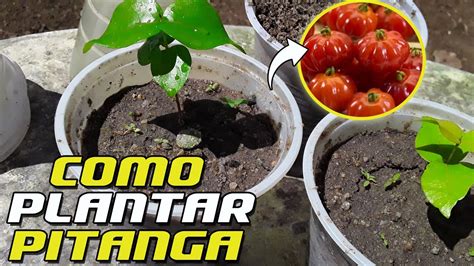 COMO GERMINAR SEMENTES DE PITANGA EM MENOS DE 20 DIAS EM COPOS