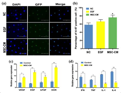 Effects Of Msc Cm On Huvec Proliferation Inflammation And Angiogenesis