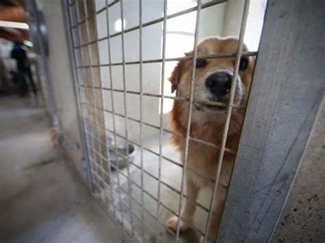 canile della muratella il nuovo gestore entra  la polizia corriereit