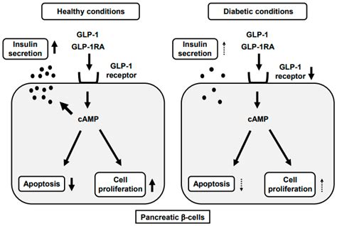 GLP 1 Ra Mechanism Of Action