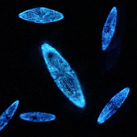 Dinoflagellates Bioluminescent Plankton And Algae San Diego Urbz®