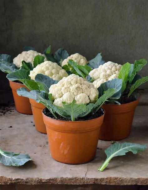 Grow The Biggest Cauliflower In A Pot Using This Step By Step Guide In