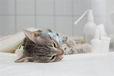 Neutered vs Unneutered Male Cat: Pictures, Vet-Approved Differences ...