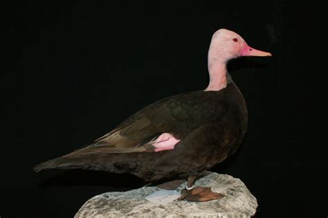 Pink Headed Duck Rhodonessa Caryophyllacea Masai Gallery