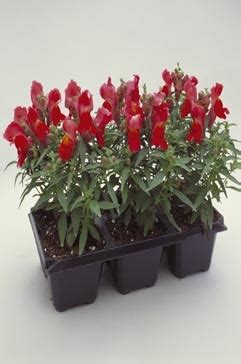 Antirrhinum Majus F Floral Showers Red Yellow Bicolour Muller Seeds