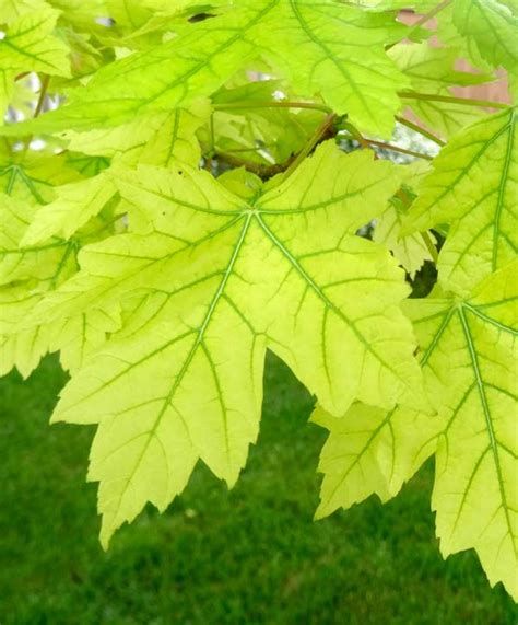 Tree Leaves With Chlorosis