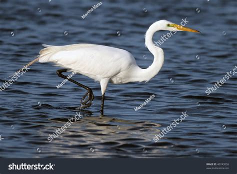 Great Egret Male In Breeding Plumage Stock Photo 40743058 : Shutterstock