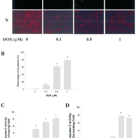 Dox Induced Apoptosis And Caspase 3 Activation In Baecs Download