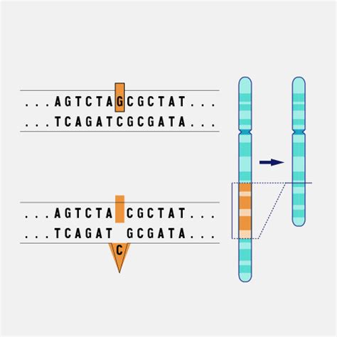 Dna Mutation Deletion