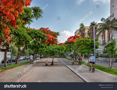 32,530 Boulevard Trees Images, Stock Photos & Vectors | Shutterstock