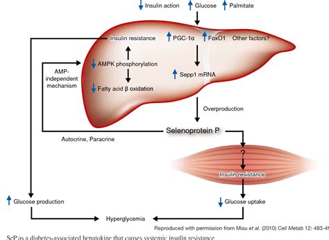 Figure From Fatty Liver As A Consequence And Cause Of Insulin