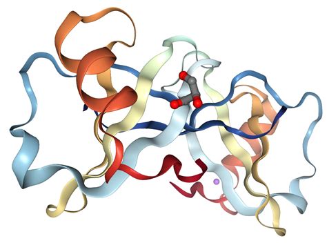 LEC/CCL16 Protein Overview | Sino Biological