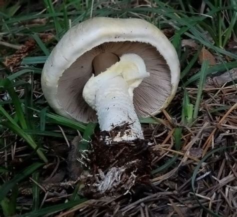 Agaricus Arvensis Prataiolo Maggiore Mondofunghi Funghi