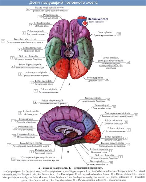 Анатомия Борозды и извилины нижней поверхности полушария Прямая