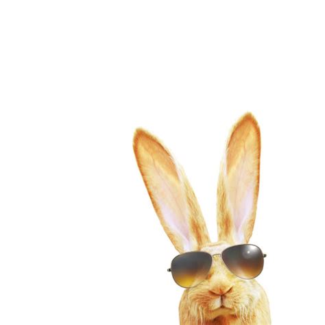 1,500+ Fluffy Bunny Ears Stock Photos, Pictures & Royalty-Free Images - iStock