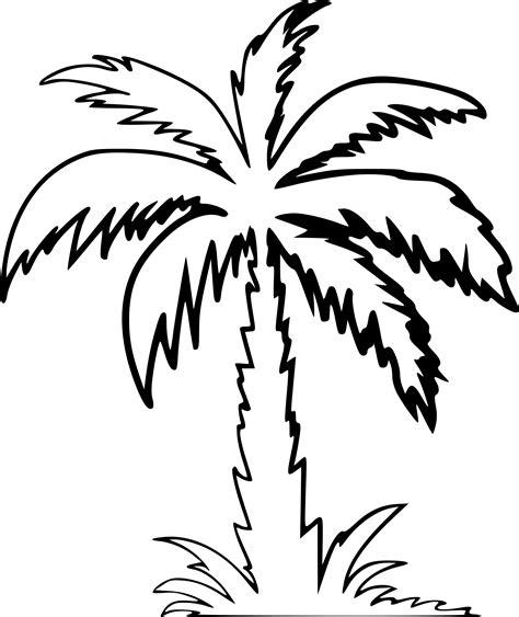 Palm Tree Leaves Drawing Outline ~ Palm Coloring Leaf Tree Branch