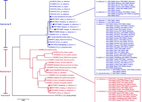 Neighbor Joining Phylogenetic Tree Based On Wolbachia Wsp Gene Partial