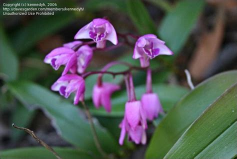 Plantfiles Pictures Species Orchid Natural Hybrid Orchid Pink Rock