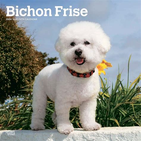 Amazon Co Jp X Cm Bichon Frise