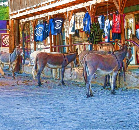 Oatman Arizona Donkeys. Photos and images perfect for Powerpoint presentations, graphic art ...