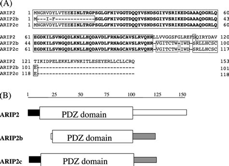 Identification Of ARIP2 Isoforms A Alignment Of Amino Acid Sequences