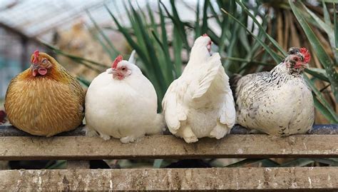 Hybrid Chickens 5 Underrated Breeds For Your Coop