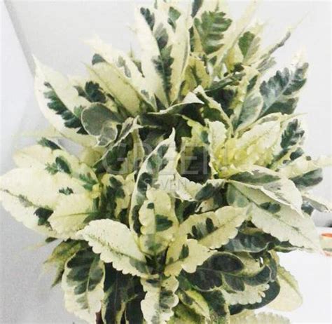 Кротон Тамара – купить в Москве, цена 1 500 руб., дата размещения: 28. ...