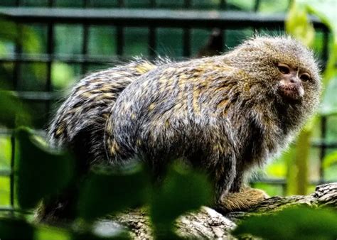 Finger Monkey: ( Nature's Tiny Marvels )