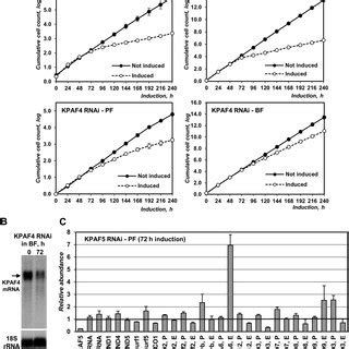 KPAF5 Is Essential For Viability Of Procyclic And Bloodstream Parasite