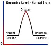 Does Dopamine Drop After Male Orgasm Sale Online Laseb Fae Ufmg Br