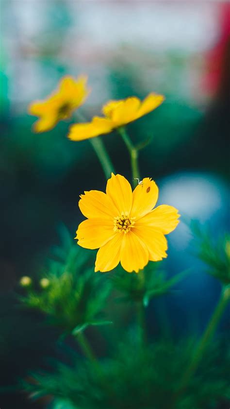 Simple Beautiful Yellow Flowers Yellow Flowers HD Phone Wallpaper