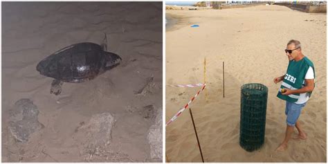 Tartaruga Caretta Caretta Depone Le Uova Sulla Spiaggia Di Selinunte