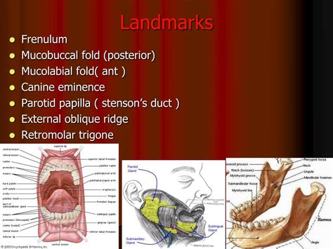 Mucobuccal Fold