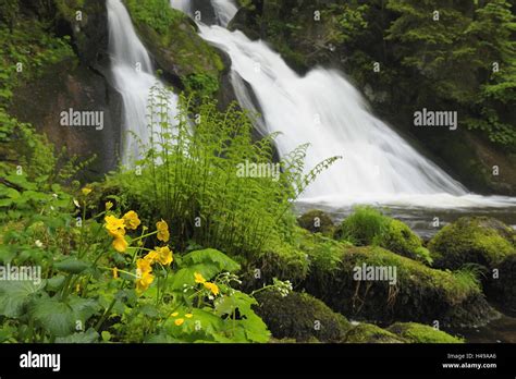 Germany Baden Wurttemberg Black Forest Triberger Waterfalls Stock