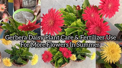 Gerbera Daisy Plant Care Fertilizer Use For More Flowers In Summer