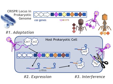 Researchers Have Designated Three Stages Of CRISPR Cas Immunity In A