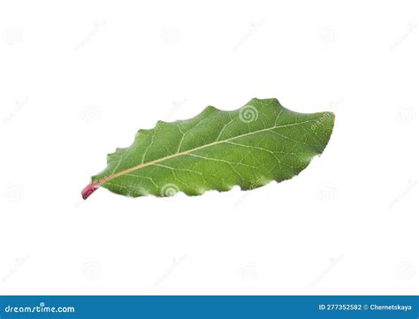 Una Hoja De Laurel Fresca Aislada En Blanco Foto De Archivo Imagen De