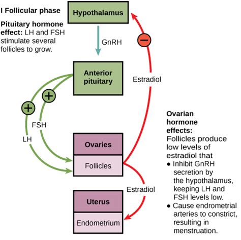 Animal Reproductive Structures