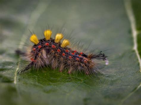 Venomous Caterpillar Moth Caterpillar Species Florida Hmm Punk