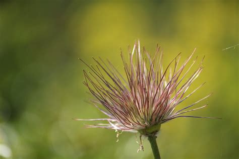 Bl Te Pflanze Natur Kostenloses Foto Auf Pixabay