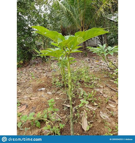 Porang Plant Amorphophallus Ook Bekend Als Konjac Elephant Yam Konjak