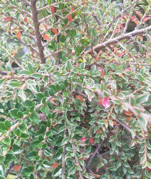 Cotoneaster Horizontalis Variegata Litre Stewarts Garden Centre