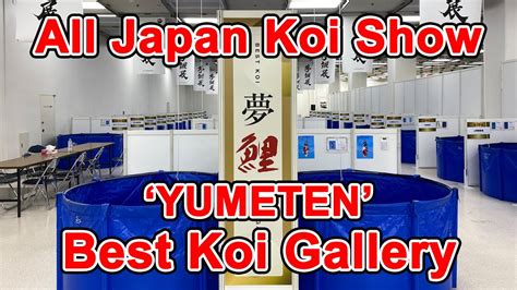 YUMETEN BEST Koi Gallery53rd All Japan Nishikigoi Show 2023 YouTube