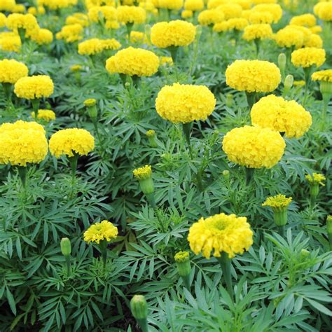 marigold flower in the garden 13029416 Stock Photo at Vecteezy