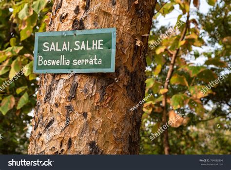 2 Boswellia Serrata Leaves Royalty-Free Images, Stock Photos & Pictures ...