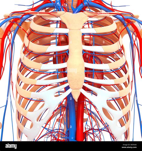 Chest Anatomy Artwork Stock Photo Alamy