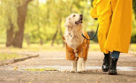 9 Best Dog Walking Tips And Safety Guide For Pet Parents