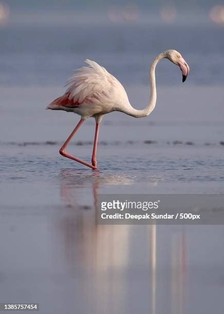 Nellore Andhra Pradesh Photos And Premium High Res Pictures Getty Images