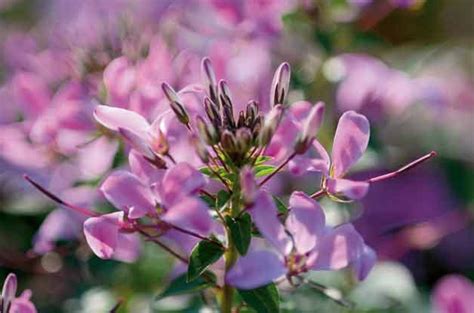 Best 10 Flowers For Sandy Soil