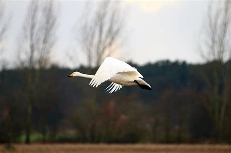 Swan Whooper Swan Bird Migratory Bird Swans Birds Field Arable